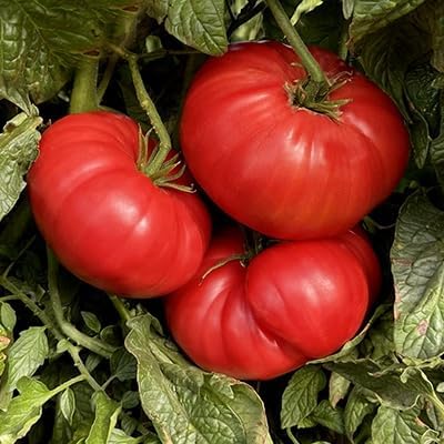 Aussie Beefsteak Tomato Solanum lycopersicum vegetable seeds for planting in medium to large garden beds - Dharaseeds