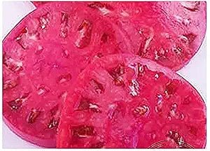 Aussie Beefsteak Tomato Solanum lycopersicum vegetable seeds for planting in medium to large garden beds - Dharaseeds