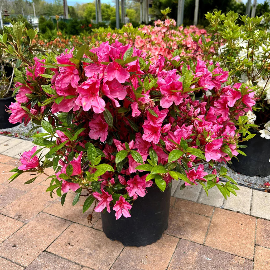 Rhododendron Carolinianum Flowering Seeds For Planting and Garden