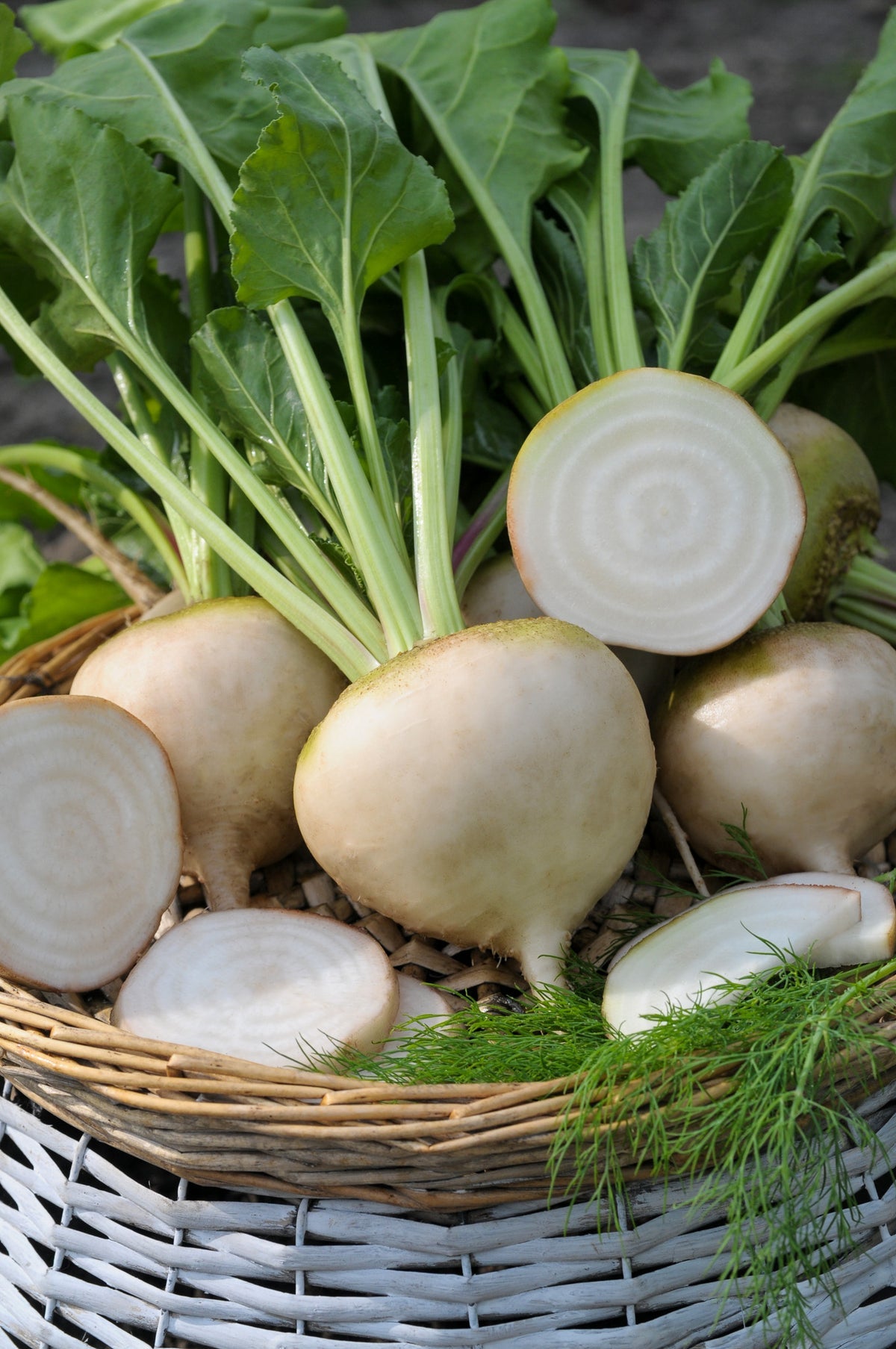 Beetroot Avalanche Beta vulgaris vegetable seeds for planting in kitchen garden or backyard gardening