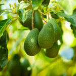 Avocado Seeds planting instructions for beginners