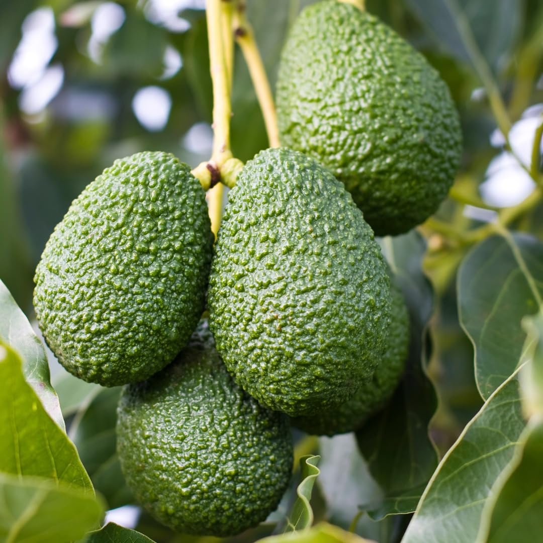 Avocado Tree seeds Persea americana for home garden planting