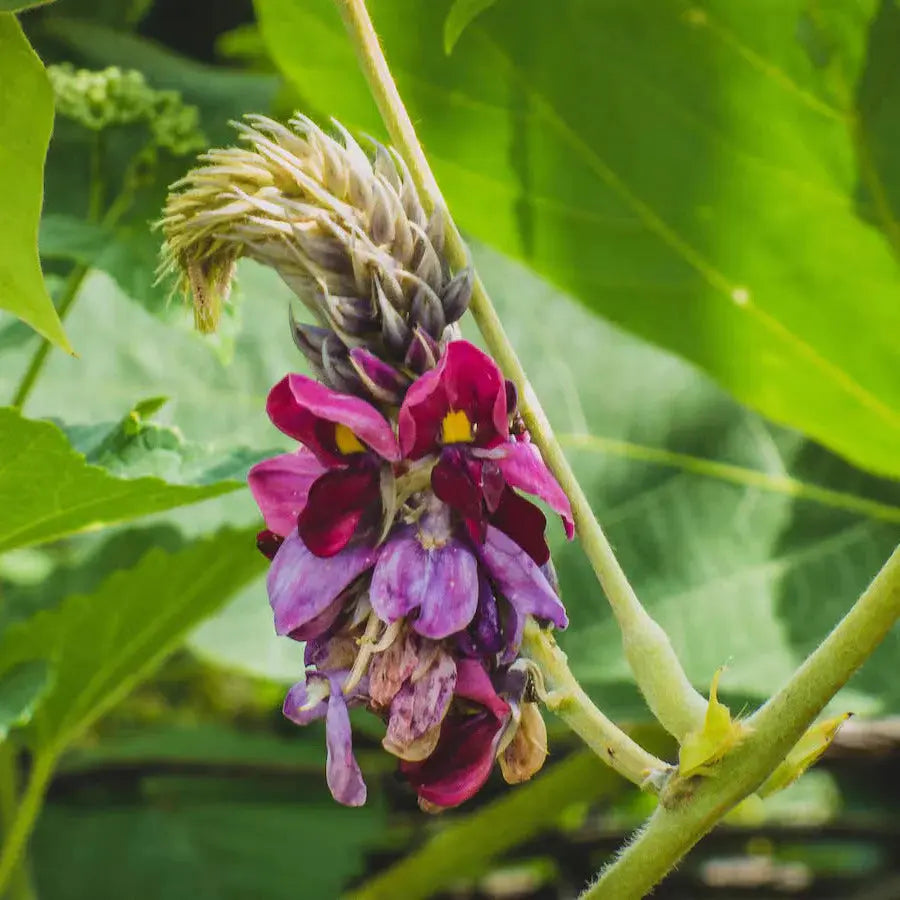 "heirloom-pueraria-lobata-kudzu-seeds-for-planting-vine"

