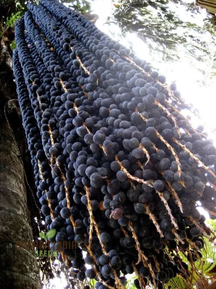 Acai Fruit Seeds for Growing Nutrient-Rich Berries