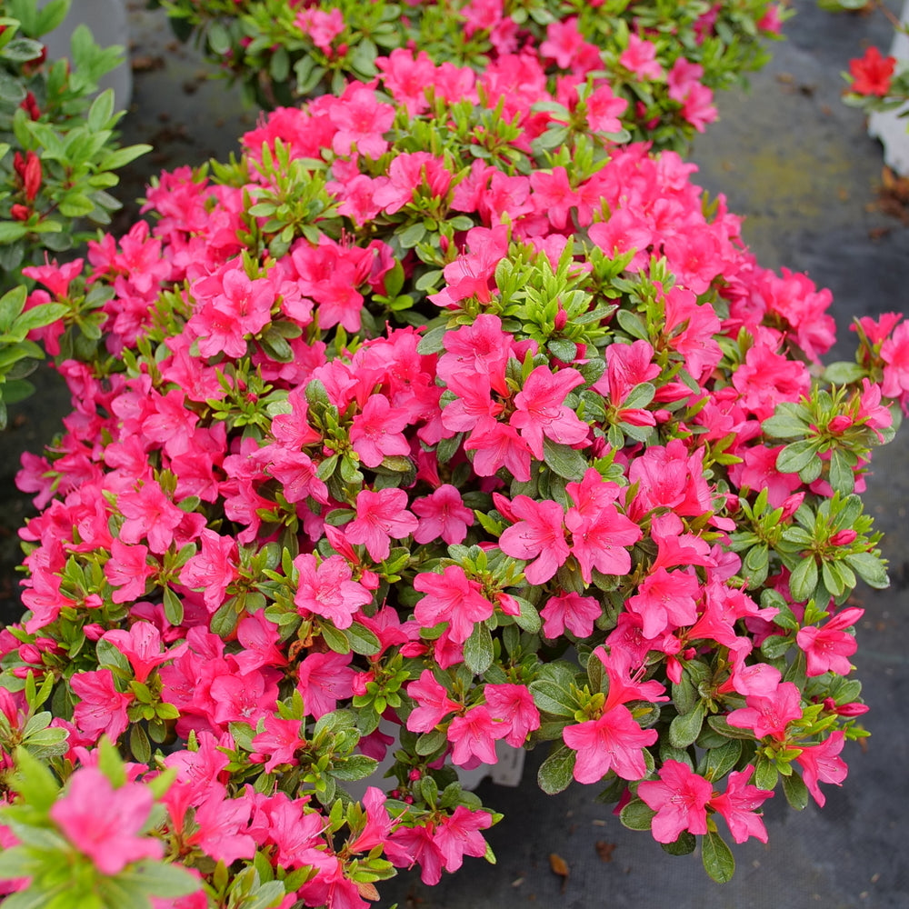 Rhododendron Fuchsia Carpet Azalea