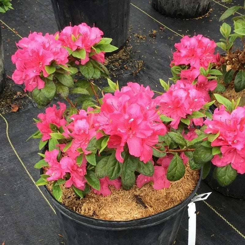 Rhododendron Double Dark Pink Azalea