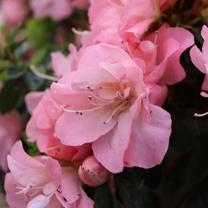 Rhododendron Pink Carpet Azalea