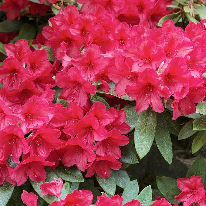 Azalea Rhododendron Azalea Cherry Flower Seeds for Planting – Bonsai Variety for DIY and Outdoor Gardens - Dharaseeds