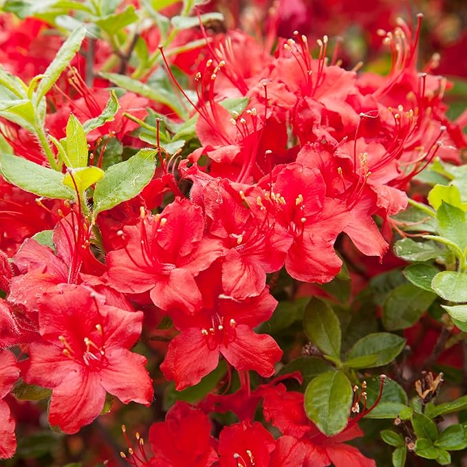 Azalea Rhododendron Azalea Cherry Flower Seeds for Planting – Bonsai Variety for DIY and Outdoor Gardens - Dharaseeds
