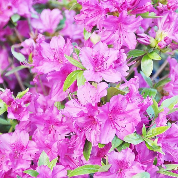 Azalea Rhododendron Japanese Flower Seeds for Planting – 15 Color Variety for Garden Beds and Outdoor Landscaping - Dharaseeds