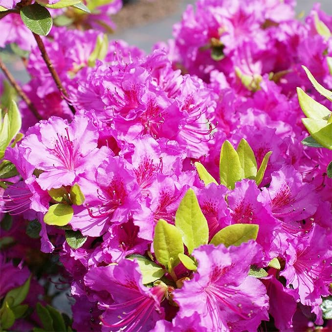Azalea Rhododendron Japanese Flower Seeds for Planting – 15 Color Variety for Garden Beds and Outdoor Landscaping - Dharaseeds