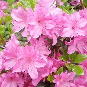 Azalea Rhododendron Japanese Flower Seeds for Planting – 15 Color Variety for Garden Beds and Outdoor Landscaping - Dharaseeds