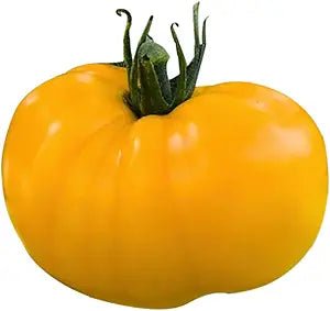 Azoychka Yellow Tomato Solanum lycopersicum vegetable seeds for planting in home kitchen gardens - Dharaseeds