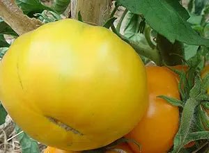 Azoychka Yellow Tomato Solanum lycopersicum vegetable seeds for planting in home kitchen gardens - Dharaseeds