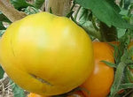 Azoychka Yellow Tomato Solanum lycopersicum vegetable seeds for planting in home kitchen gardens - Dharaseeds