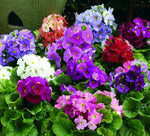 Heirloom Non-GMO Violet Primula Obconica Flower Seeds for Garden Planting – Primrose Seeds Dhara Seeds