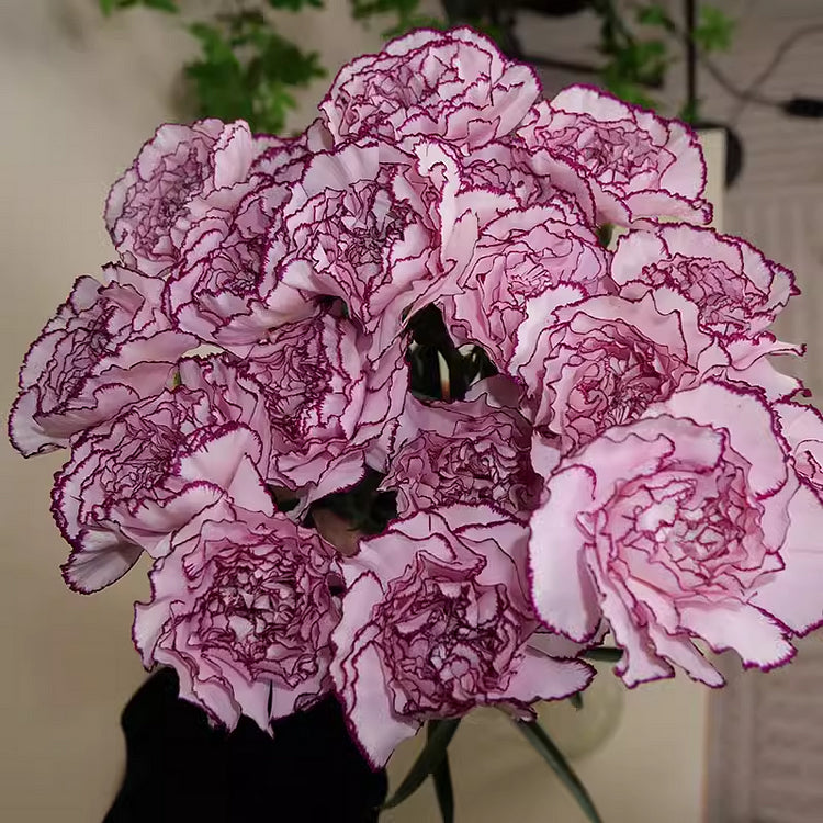 Carnation Seeds - Enfant de Nice Mix