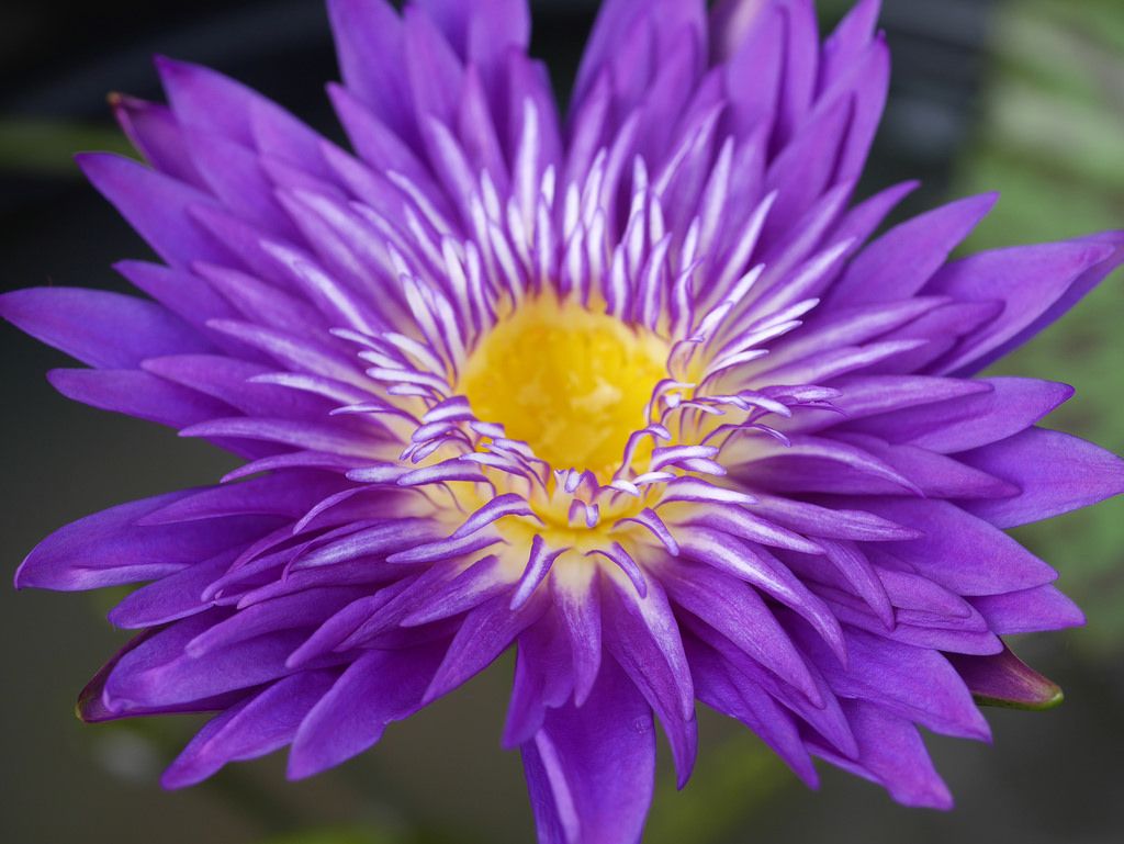 Nymphaea Plum Crazy