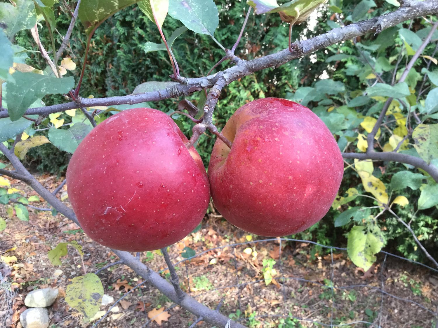 Splendor Apple – A Crisp, Juicy Delight for Every Bite