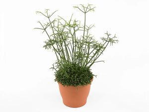Rhipsalis floccosa Seeds - Rare Mistletoe Cactus - Edible Fruit – Heirloom, Non-GMO, High Germination Organic Garden Seeds
