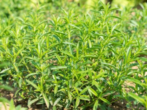 Savory Seeds Winter – Heirloom, Non-GMO, High Germination Organic Garden Seeds