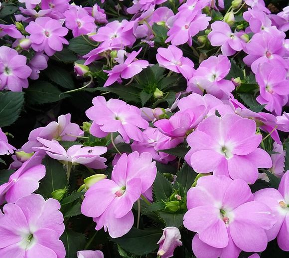 New Guinea Impatiens Divine Blue Lavender Pearl flower seeds for partial shade blooms