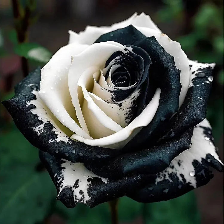 Black Rose White Edge Flowering Seeds For Planting