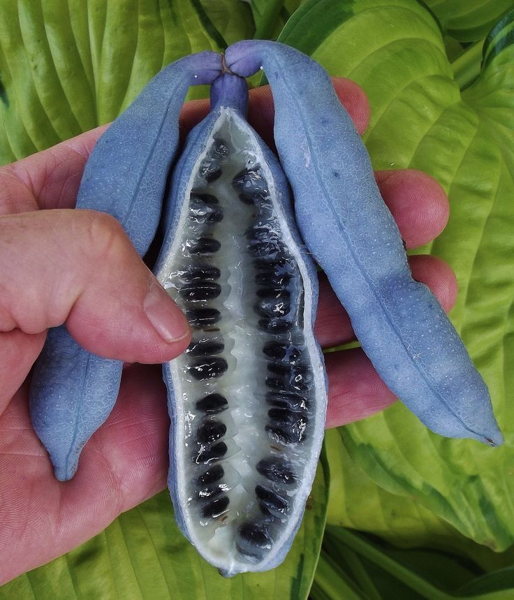 Akebi (Akebia quinata) Seeds