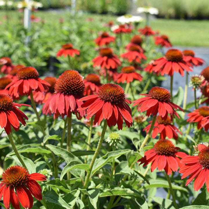 Red Echinacea Coneflower Seeds for Planting - Heirloom Seeds to attract  Pollinators & Butterflies