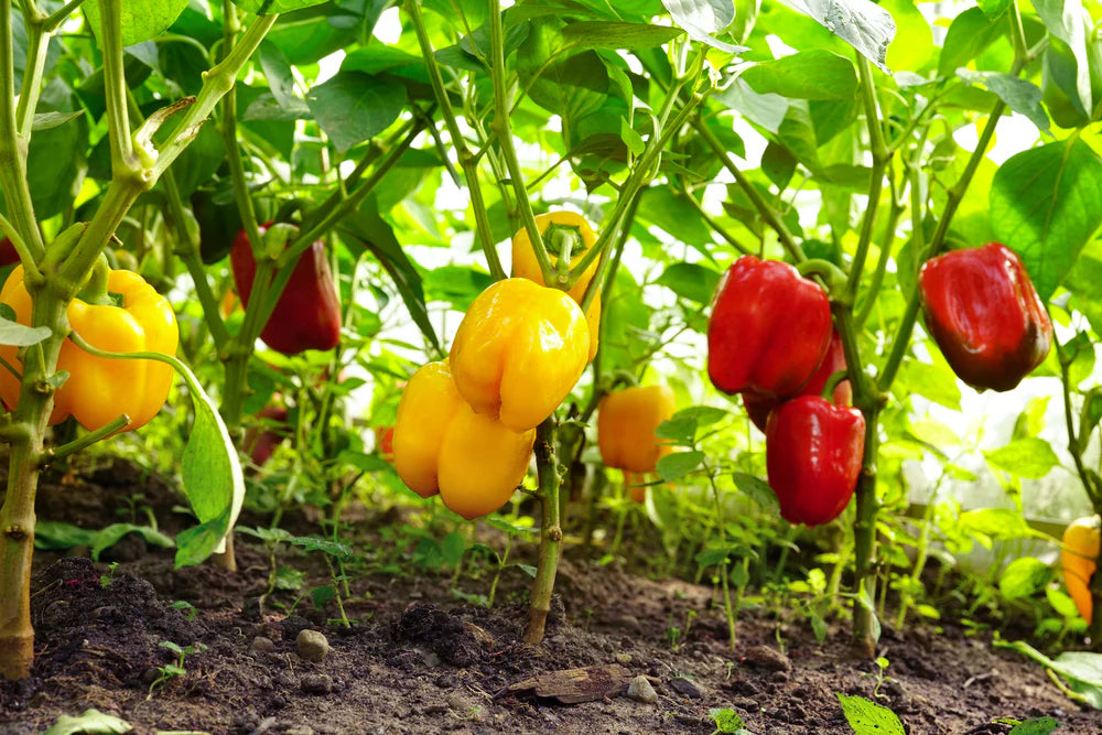 Riot Pepper Capsicum seeds for growing super-hot peppers in your home garden and spicy culinary dishes