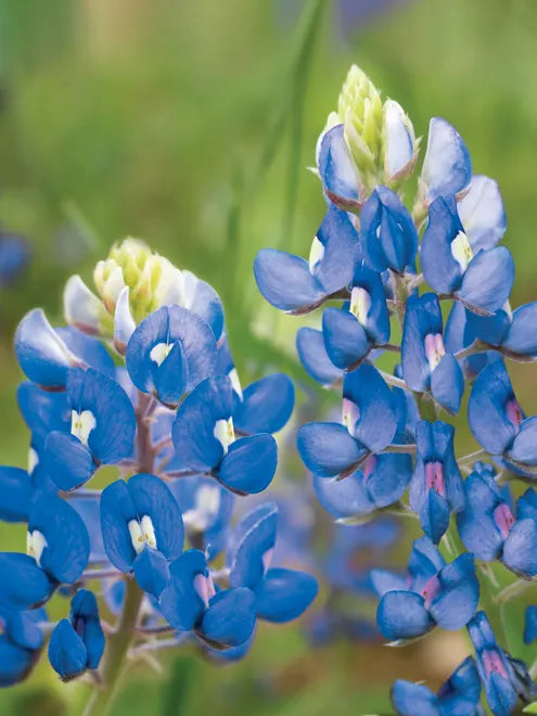 Texas Bluebonnet Seeds