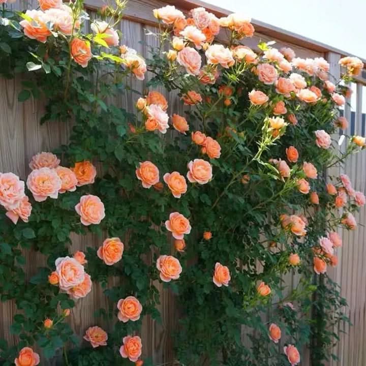 Light Orange Climbing Rose Seeds for Planting - Heirloom & Non-GMO Seeds for Home Garden