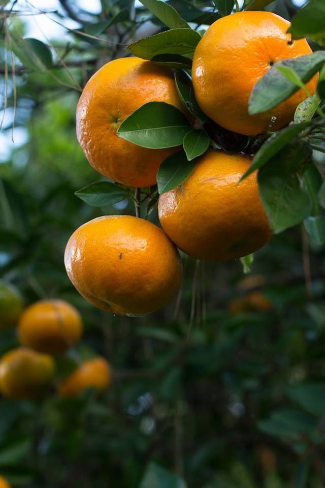 Fairchild Tangerine (Citrus reticulata)