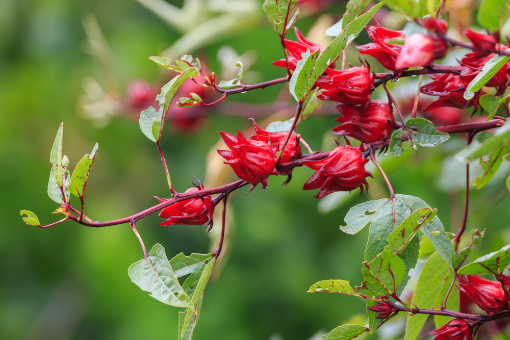 Roselle – Tangy & Nutrient-Rich Hibiscus Plant foral Teas & Culinary Use