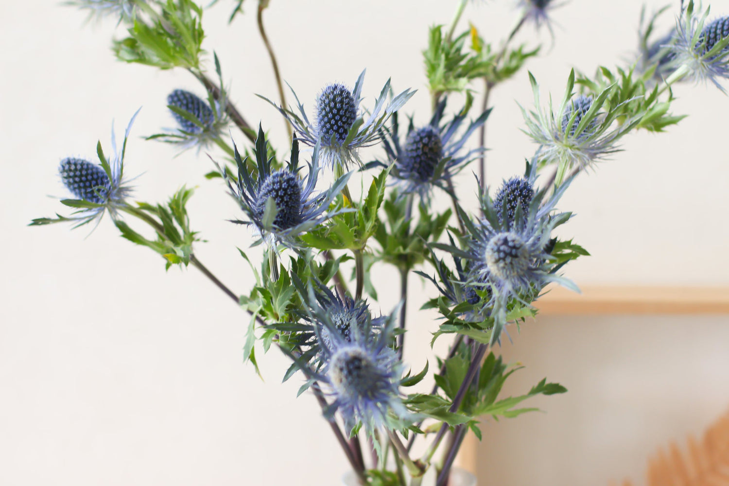 Sea Holly Seeds