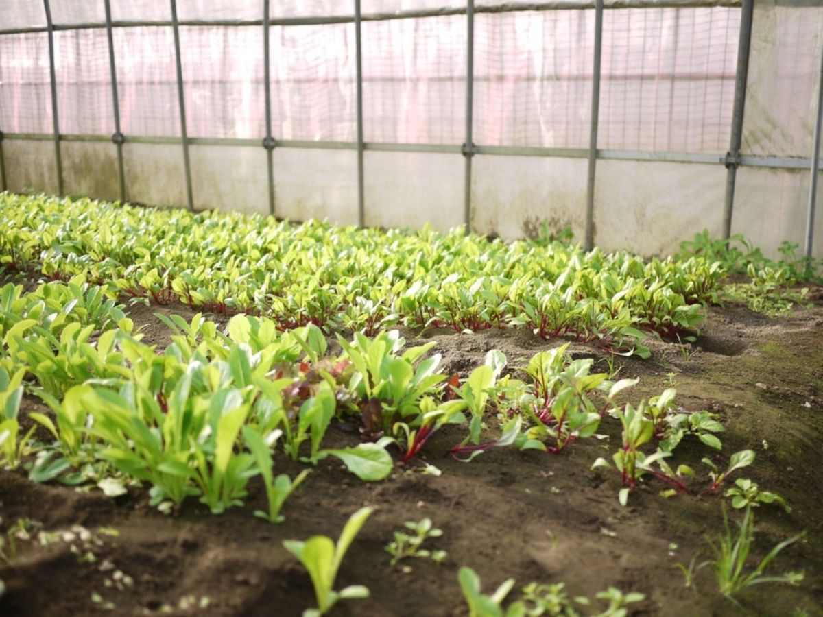 Mesclun Lettuce Seeds for Planting
