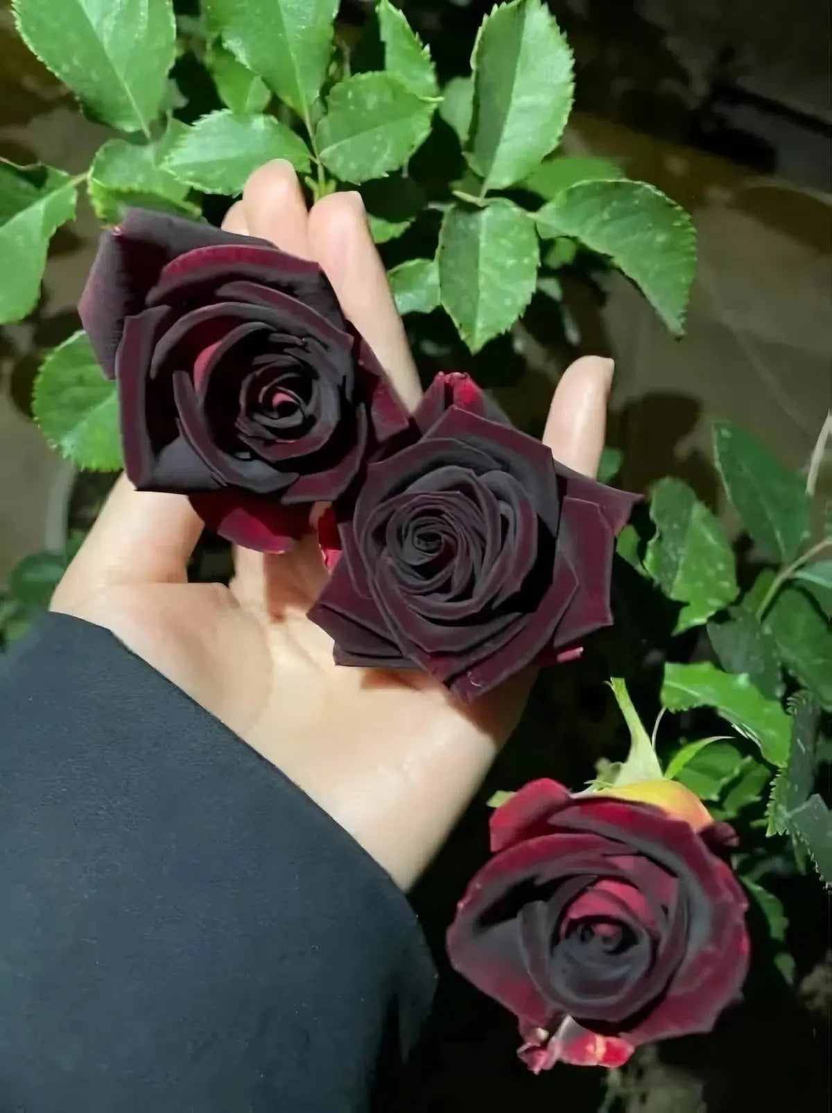 black and red rose seeds Rare Black Grafted Red Climbing Rose Plant Seeds for Garden Heirloom N – Dharaseeds