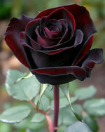 non-gmo-grafted-red-climbing-rose-seeds

