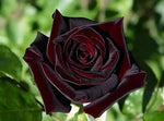 black-red-climbing-rose-vine-seeds-for-garden

