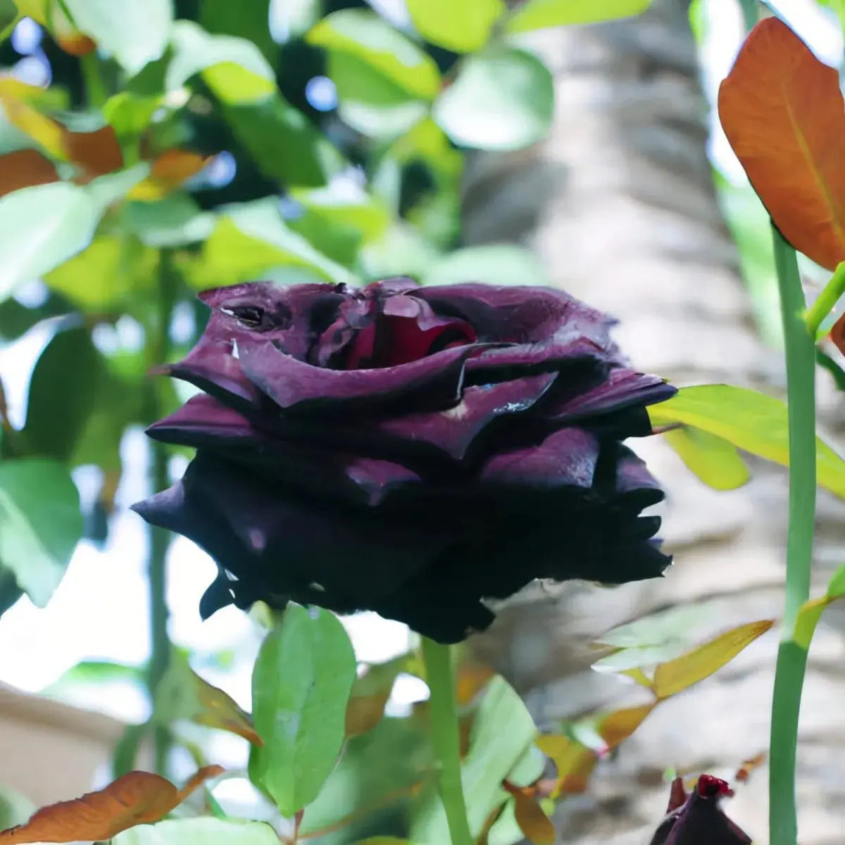 high-germination-climbing-rose-heirloom-seeds

