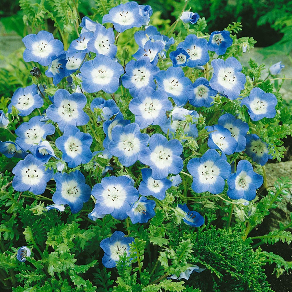 Baby Blue Eyes Wildflower Seeds