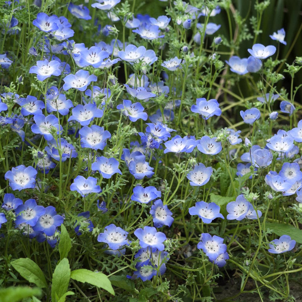 Baby Blue Eyes Wildflower Seeds