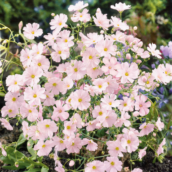 flowers high quality flower seeds for growing vibrant and colorful blooms in home gardens and landscapes organic flowers premium organic flower seeds for sustainable gardening and beautiful blossoms suitable for all climates