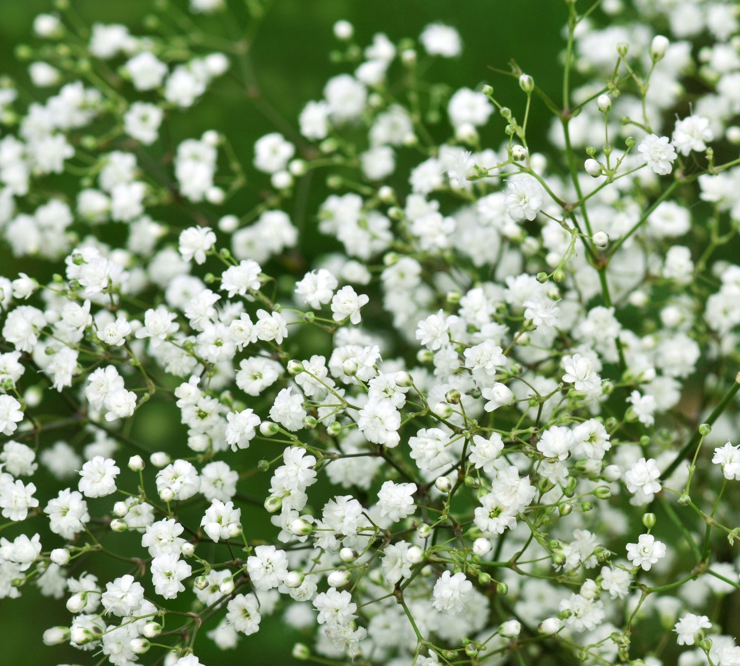 Pusuny Baby Breath Artificial Flowers