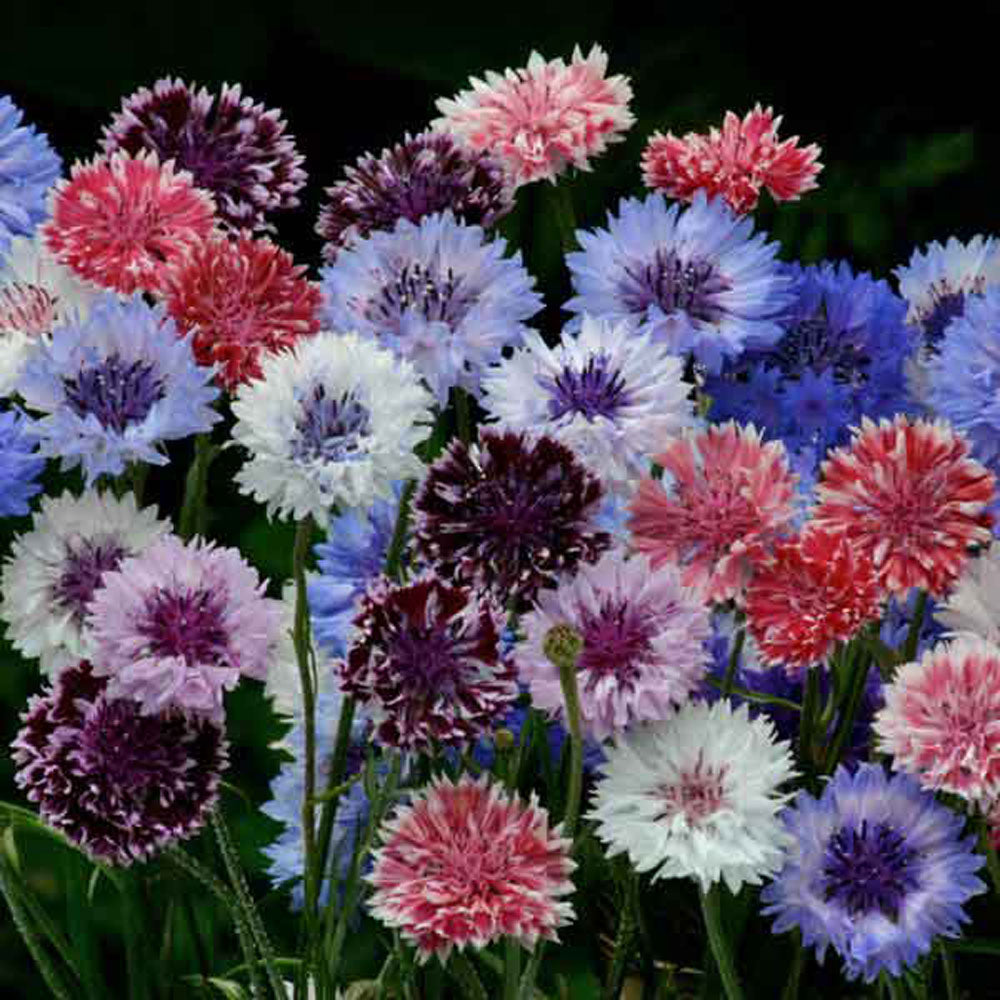 Cornflower Artistic Mix Multicolor Bloom Flower Seeds