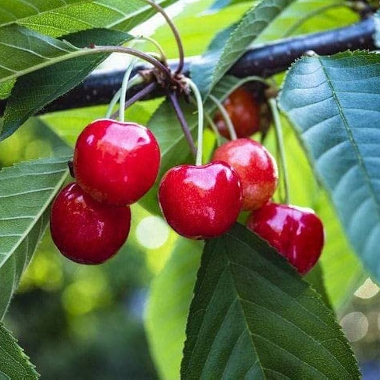 Backyard cherry tree grown from seed