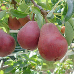 Pyrus Communis pear seeds for backyard garden planting