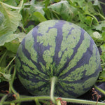 Backyard garden watermelon seeds producing large sweet fruit