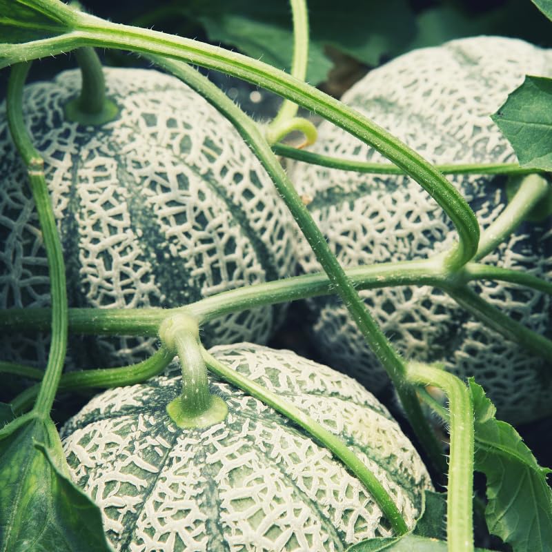 White Melon seeds for backyard garden growing