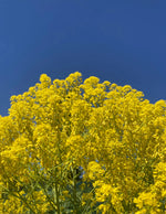 Backyard Persimmon tree seeds for home gardening